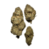 Plum Mochi Strain - Image 3